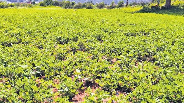 పెరుగుతున్న వేరుశనగ సాగు విస్తీర్ణం