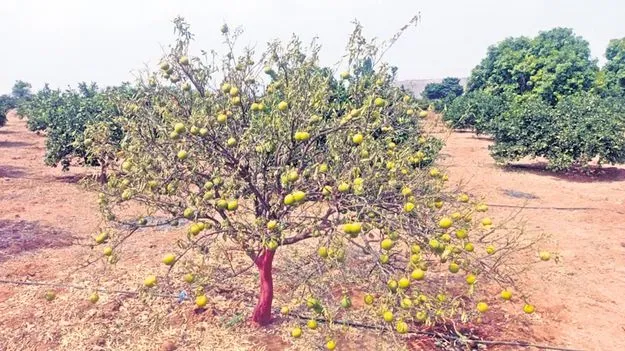 ఎల్‌నినో ప్రభావం ఎండుతున్న తోటలు!