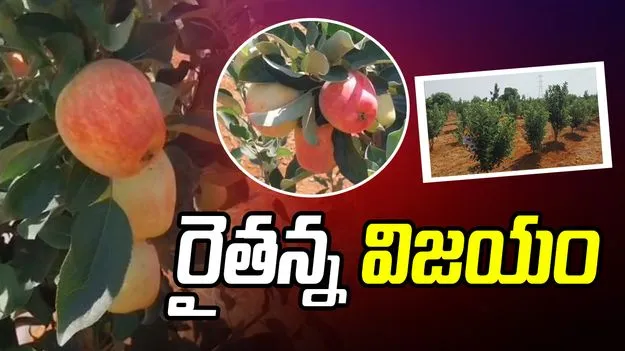 అనంతపురంలో 'ఆపిల్' సిరి.. ఎడారి లాంటి నేలలో అసాధ్యాన్ని సుసాధ్యం చేసిన రైతు!
