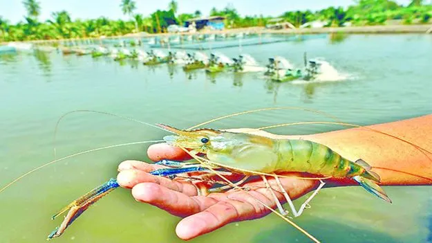 ఆక్వా రాయితీ ఎప్పుడు ? 