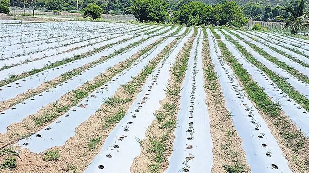  టమోటాకు వేసవి సెగ