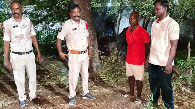 అనగనగా ఓ దేవర దున్నపోతు 
