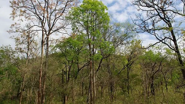  ఎర్ర స్మగ్లింగ్‌కు హాలిడే 