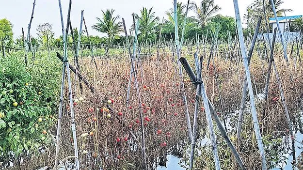 టమోటా రైతుకు గ్రహపాటు