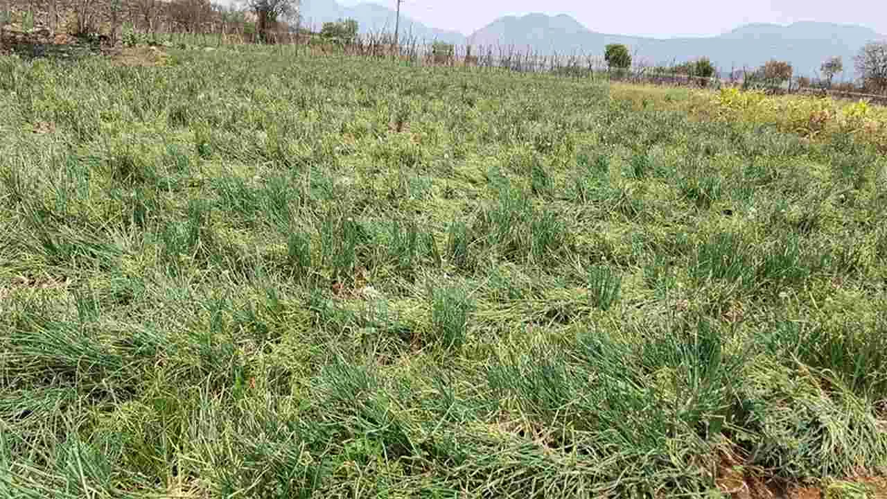 ఔషధ ఉల్లి సాగు... ఆదాయం బాగు