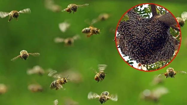 తేనెటీగల దాడి.. గుండెపోటుతో కానిస్టేబుల్ మృతి..