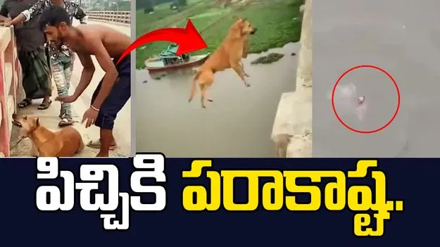కుక్క మెడకు ఇటుక కట్టి నీటిలో పడేసిన యువకుడు.. చివరికి..