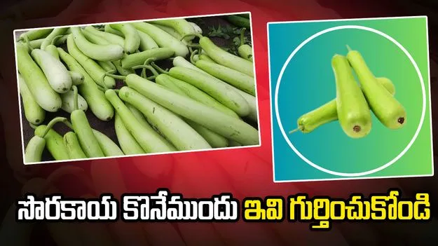 మార్కెట్‌లో పాడైపోయిన సొరకాయలను ఇలా గుర్తించండి