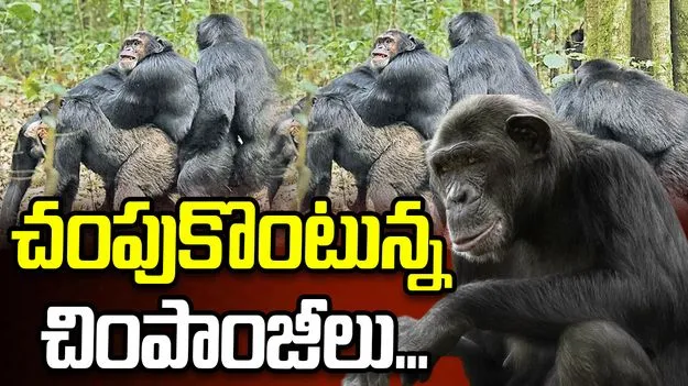 చింపాంజీల మధ్య అంతర్యుద్ధం