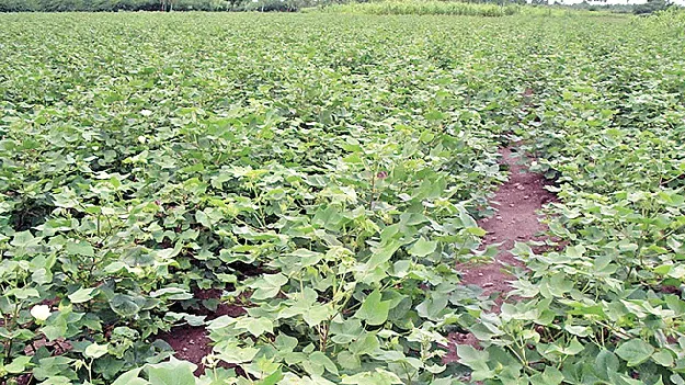 వేసవి పత్తి.. సాగు జాస్తి