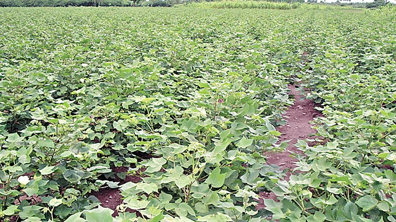 వేసవి పత్తి.. సాగు జాస్తి