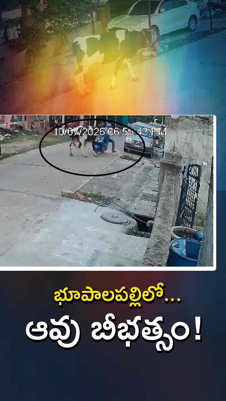 భూపాలపల్లిలో ఆవు బీభత్సం!