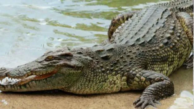 మహబూబాబాద్ జిల్లాలో మొసలి కలకలం..