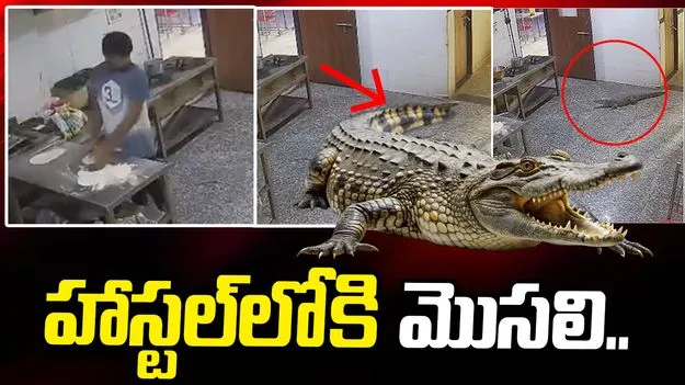 బాయ్స్ హాస్టల్‌లోకి చొరబడ్డ మొసలి.. భయంతో పరుగులు పెట్టిన సిబ్బంది..