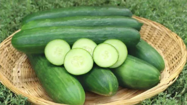 చేదు దోసకాయలను ఎలా గుర్తించాలో తెలుసా?