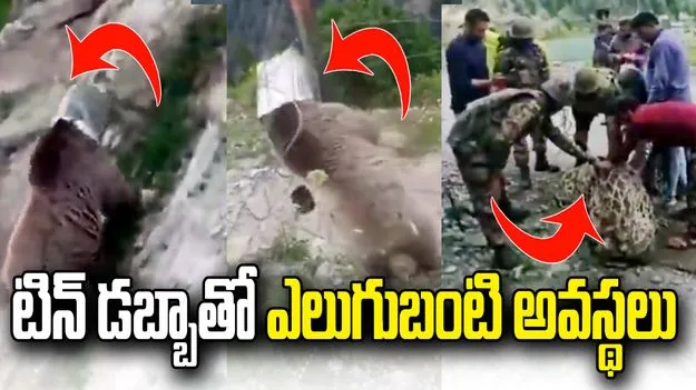 ఇనుప డబ్బాలో ముఖం చిక్కుకుని ఎలుగు బంటి విలవిల.. రక్షించిన సైన్యం