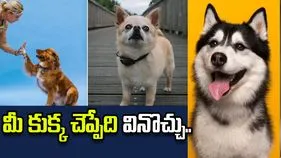 మీ పెంపుడు జంతువుల మాటలను అర్థం చేసుకోవచ్చు.. చైనా కంపెనీ సంచలన ఆవిష్కరణ..