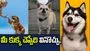 మీ పెంపుడు జంతువుల మాటలను అర్థం చేసుకోవచ్చు.. చైనా కంపెనీ సంచలన ఆవిష్కరణ..