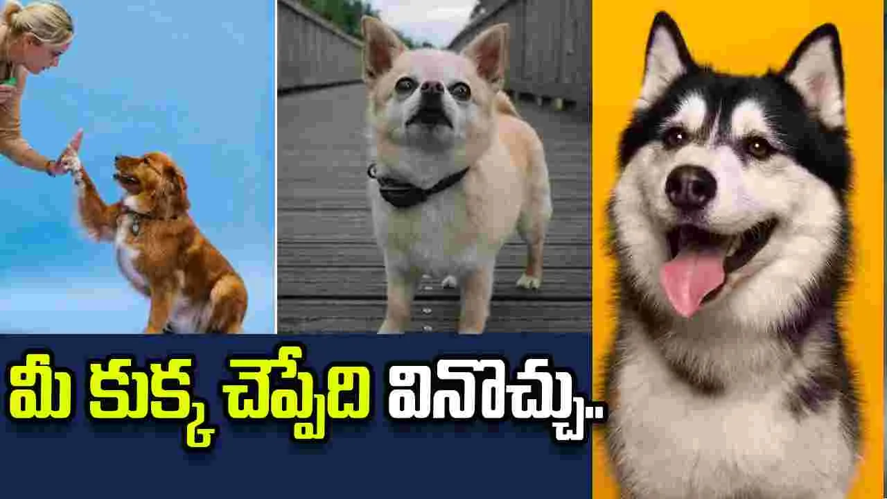 మీ పెంపుడు జంతువుల మాటలను అర్థం చేసుకోవచ్చు.. చైనా కంపెనీ సంచలన ఆవిష్కరణ..