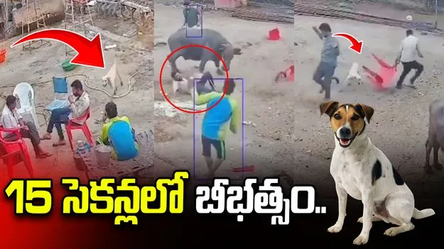 పిచ్చి కుక్క బీభత్సం.. 15 సెకన్లలో నలుగురిని కొరికేసింది..