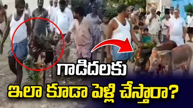 ఘనంగా గాడిదలకు పెళ్లి ?.. వీడియో వైరల్