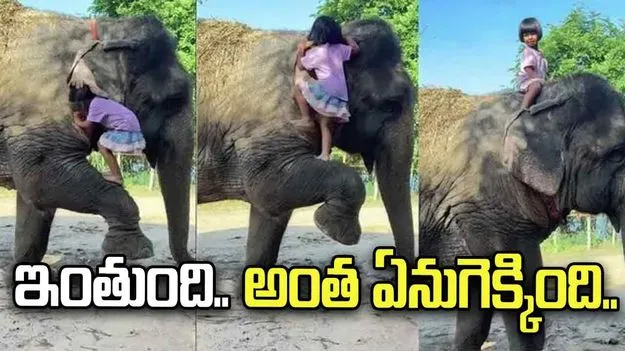 ఏనుగు పాదమే మెట్టైంది.. చిన్నారి సాహసం వీడియో వైరల్