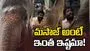 అడిగి మరీ మసాజ్ చేయించుకున్న ఏనుగు.. వైరల్ వీడియో