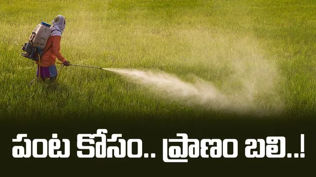 చేనుకు మందు.. రైతుకు రోగం