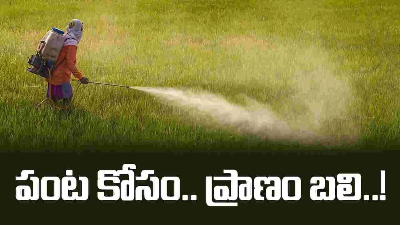 చేనుకు మందు.. రైతుకు రోగం