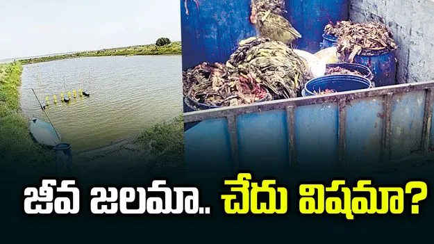జీవ జలమా.. చేదు విషమా? మంజీర నది చుట్టూ అక్రమ చేపల చెరువులు..