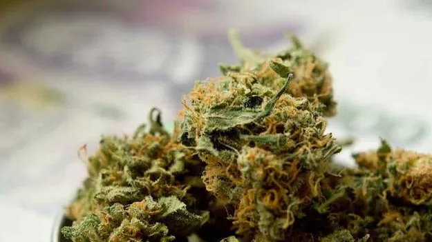 రూ.20 కోట్ల విలువైన 4,100 కిలోల గంజాయి దహనం