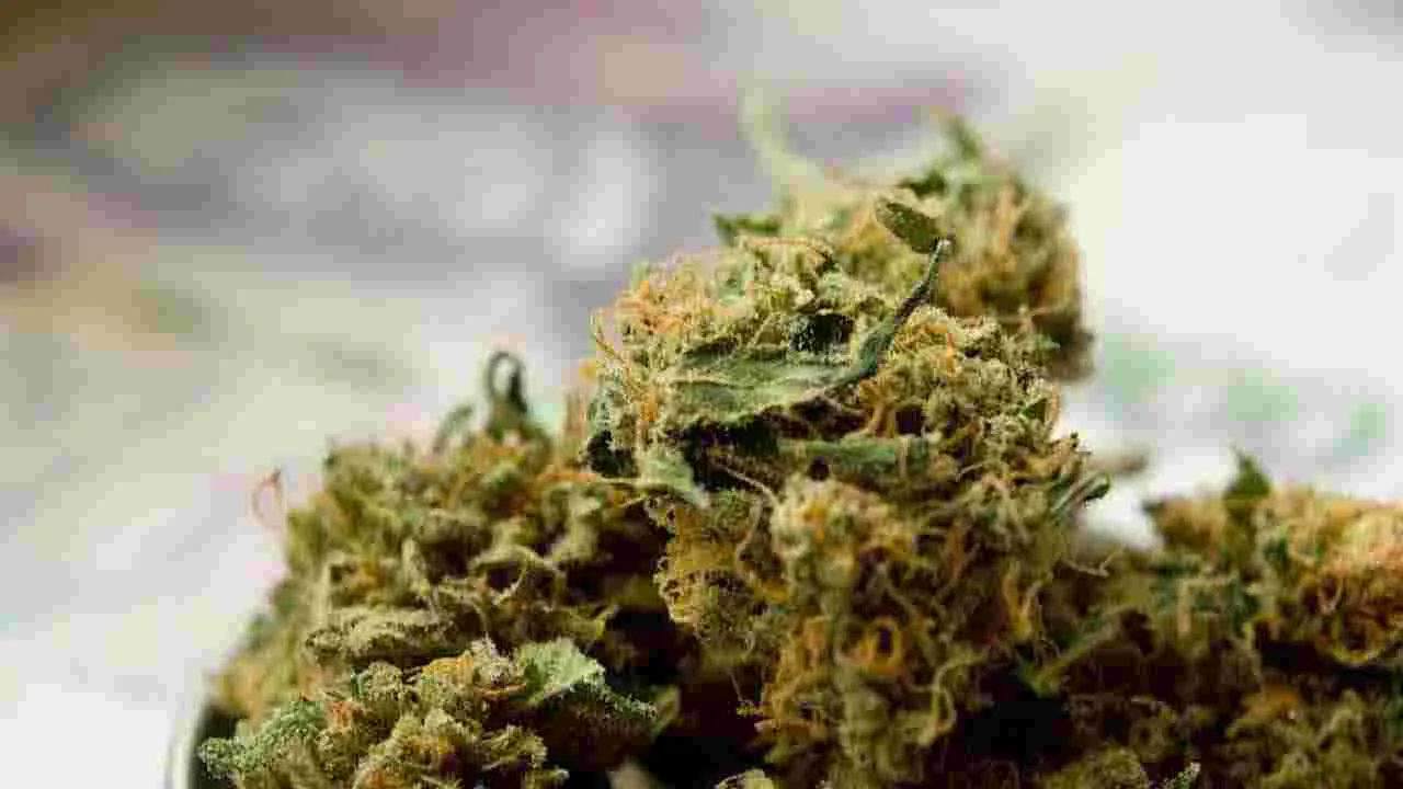 రూ. 20 కోట్ల విలువైన 4100 కిలోల గంజాయి దగ్ధం