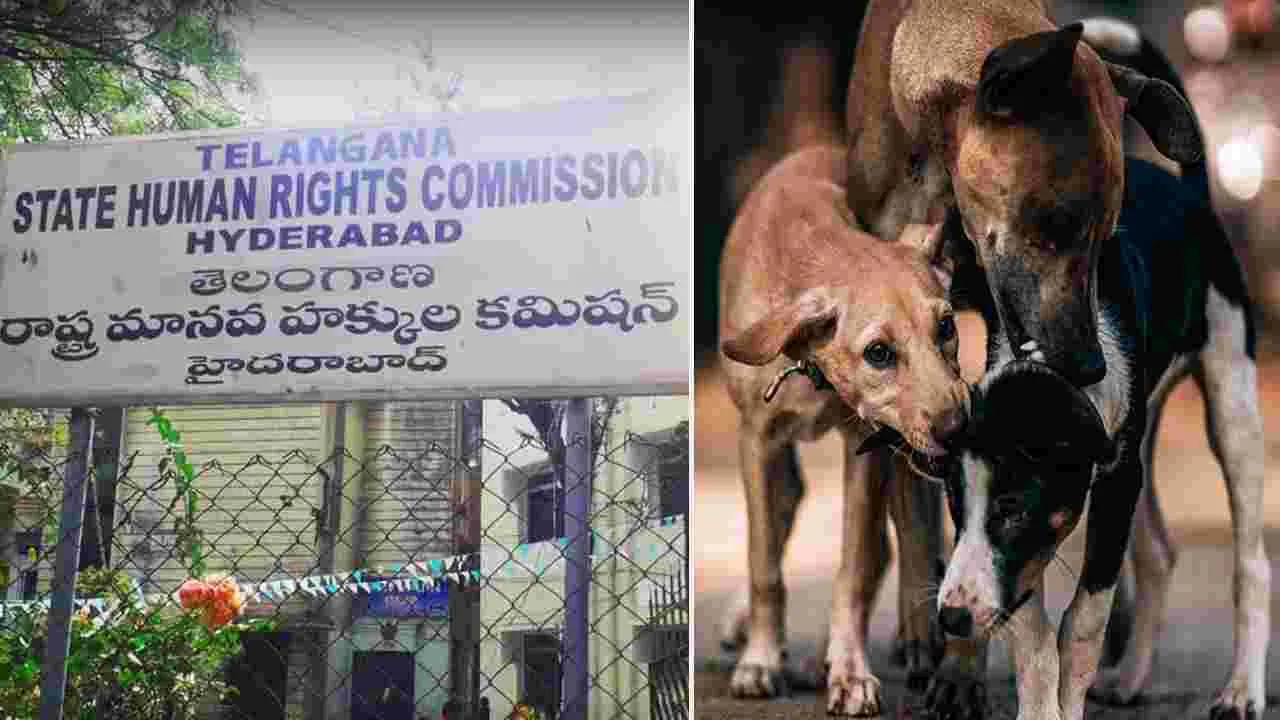 వీధి కుక్కల దాడులపై హెచ్‌ఆర్సీ సీరియస్