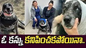 ఓ కన్ను కనిపించదు.. అయినా కుటుంబం కోసం ఎలుగుబంటితో పోరాడి.. 