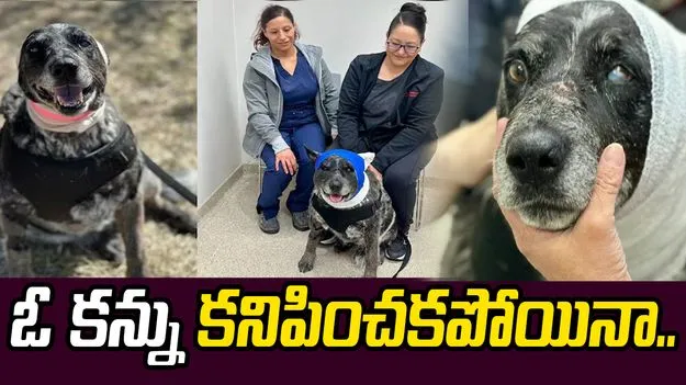 ఓ కన్ను కనిపించదు.. అయినా కుటుంబం కోసం ఎలుగుబంటితో పోరాడి.. 