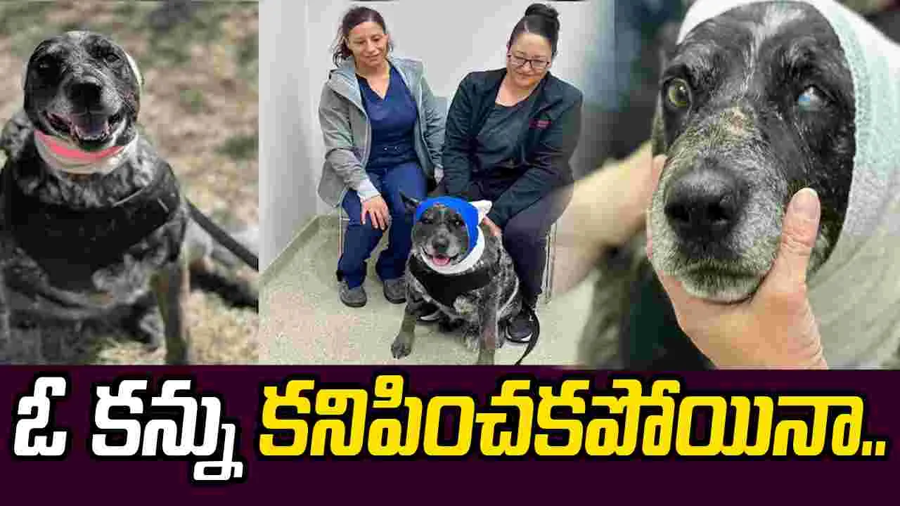 ఓ కన్ను కనిపించదు.. అయినా కుటుంబం కోసం ఎలుగుబంటితో పోరాడి.. 