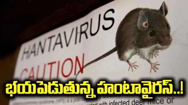 ప్రపంచాన్ని భయపెడుతున్న హంటావైరస్.. ఎలా వ్యాపిస్తుందంటే.. 