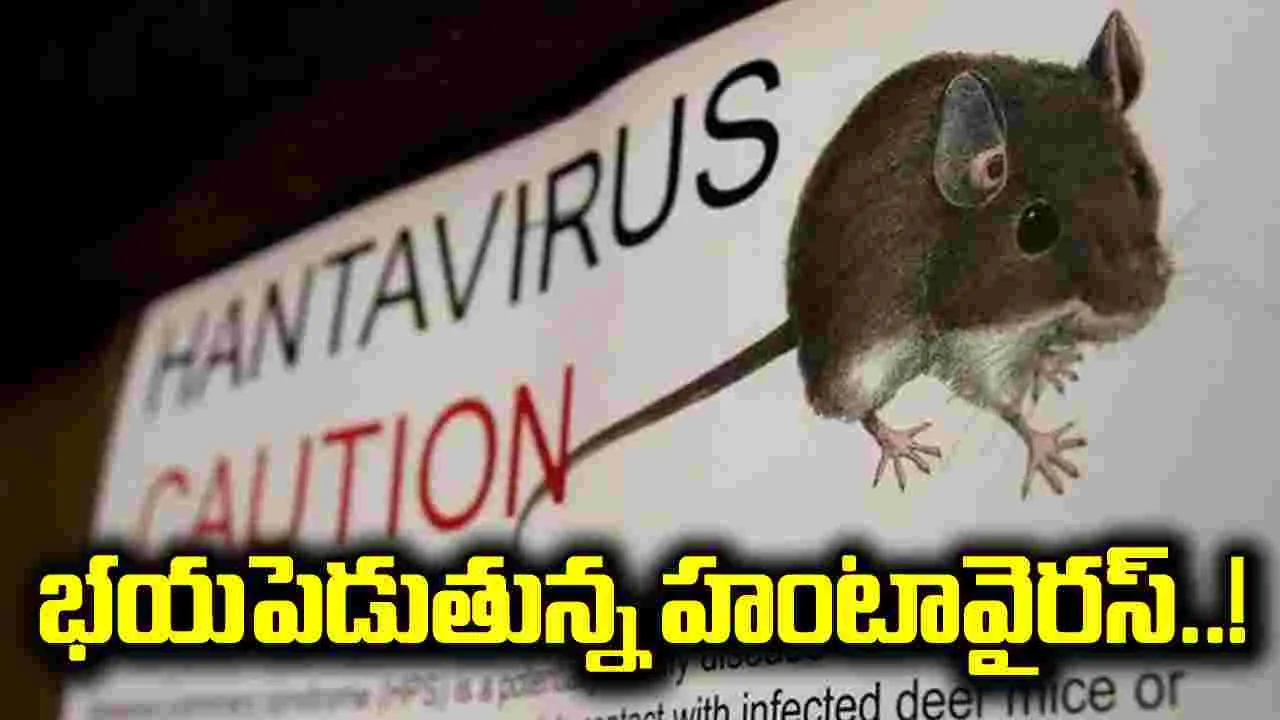 ప్రపంచాన్ని భయపెడుతున్న హంటావైరస్.. ఎలా వ్యాపిస్తుందంటే.. 