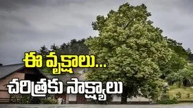 ఈ వృక్షాలు... చరిత్రకు సాక్ష్యాలు
