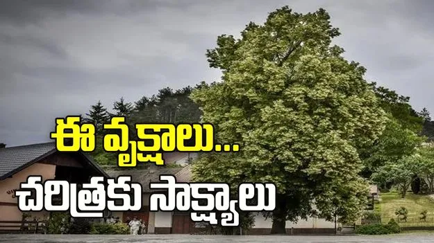 ఈ వృక్షాలు... చరిత్రకు సాక్ష్యాలు