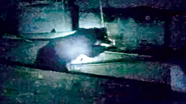 మఖరజోలలో ఎలుగు హల్‌చల్‌