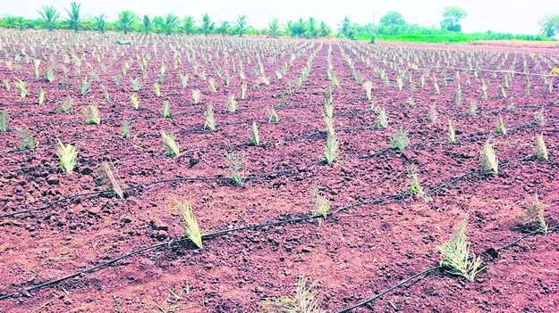 PROTECTION: అరటికి ఈతాకు రక్షణ