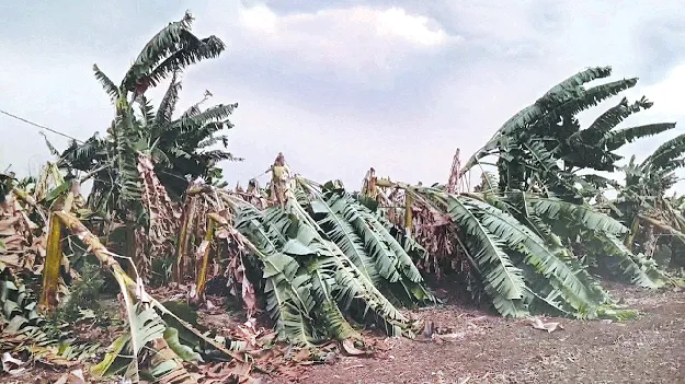 అకాల వర్షం..అపార నష్టం