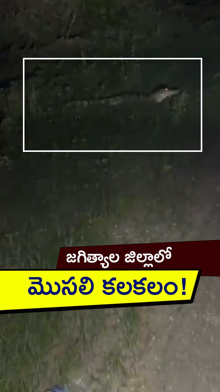 జగిత్యాల జిల్లాలో మొసలి కలకలం!