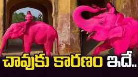 వైరల్ పింక్ ఏనుగు మరణం.. అసలు కారణం ఇదే.. 