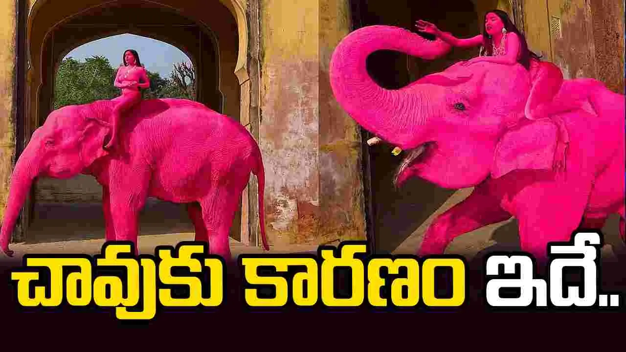 వైరల్ పింక్ ఏనుగు మరణం.. అసలు కారణం ఇదే.. 