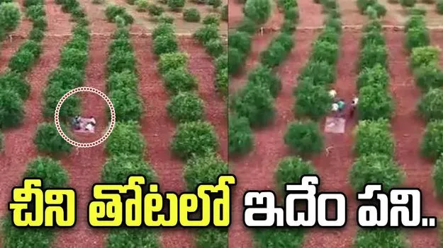 చీని తోటలో పేకాట.. రెడ్‌హ్యాండెడ్‌గా దొరికిపోయారుగా..