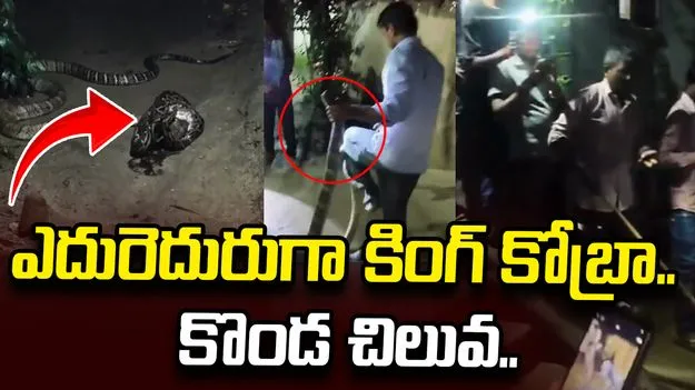 పాము పగబట్టిందా ఏంటీ.. మళ్లీ అదే ఇంటికి కొండచిలువతో వచ్చింది.. వీడియో వైరల్
