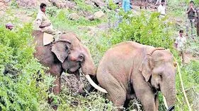 ముమ్మరంగా కొనసాగుతున్న ఆపరేషన్ గజ..