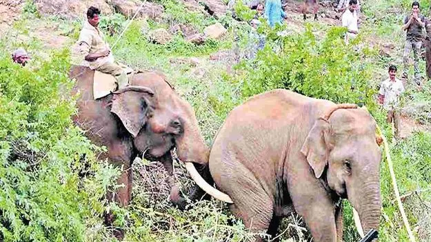 ముమ్మరంగా కొనసాగుతున్న ఆపరేషన్ గజ..